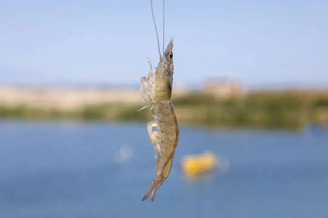 对虾蜕壳不遂怎么预防