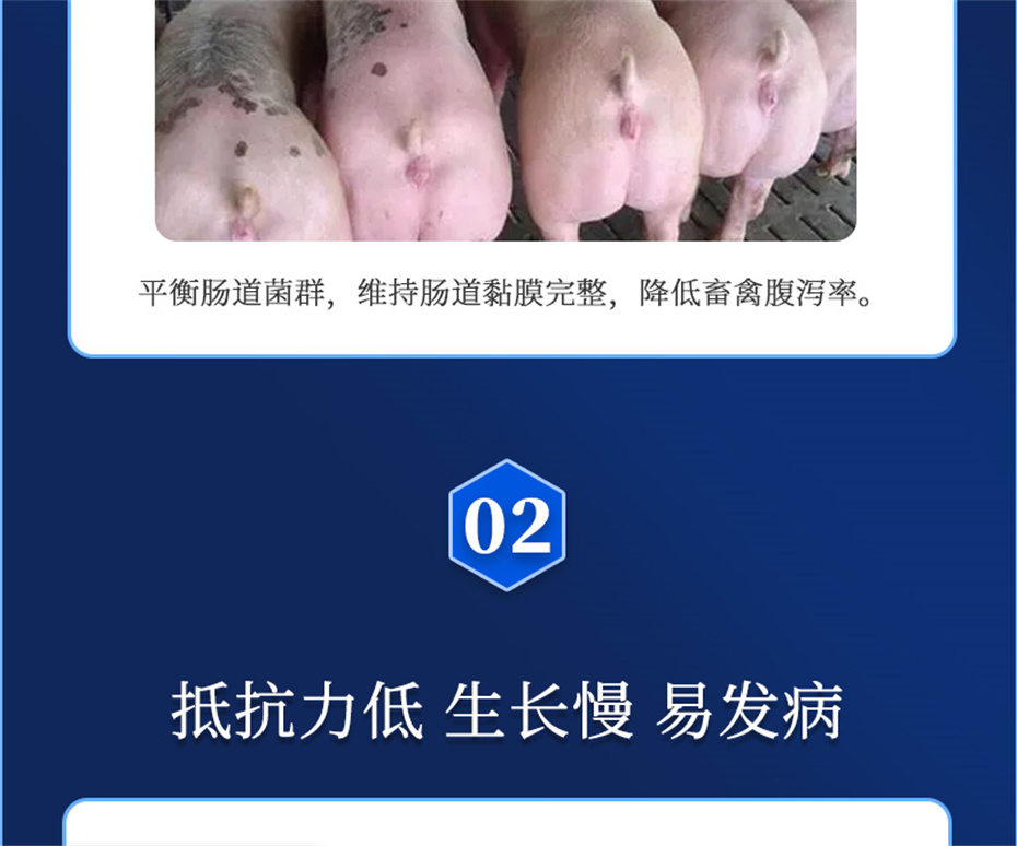 吉隆达动保饲料添加剂加速器