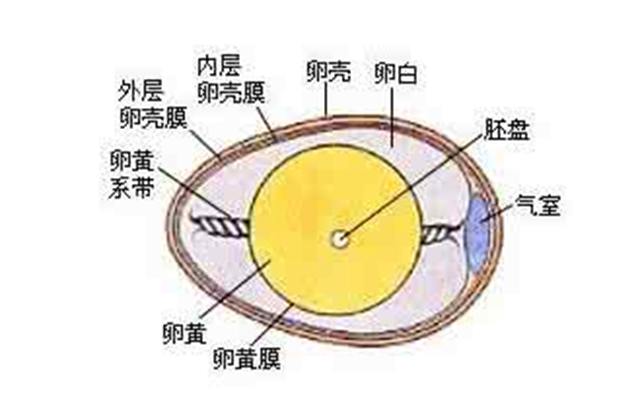 鸡蛋结构