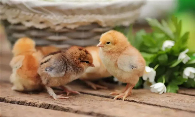 饲料添加剂